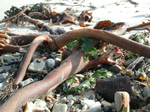 Strandgut Strandgut