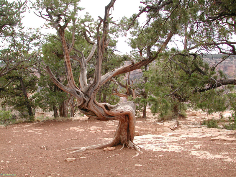 Baum1_1