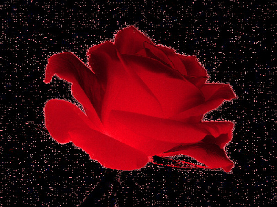 Rose_invers_klein