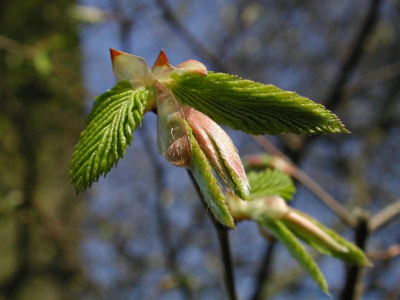 FlsseBlten 051