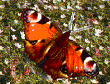 pfauenauge_blumen1